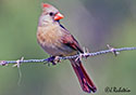 Cardinalis cardinalis